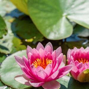 NYMPHAEA COLORATA PETER, AFRICA TROPICALE, NYMPHAEACEAE - 1252