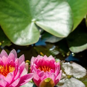NYMPHAEA COLORATA PETER, AFRICA TROPICALE, NYMPHAEACEAE - 1253