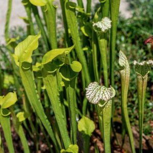 SARACENIA LEUCOPHYLLA, RAF, SARRACENIACEAE, NORD AMERICA - 1658