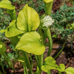 SARACENIA LEUCOPHYLLA, RAF, SARRACENIACEAE, NORD AMERICA - 1259
