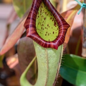 NEPENTHES, SP, NEPENTHACEAE, SUD EST ASIATICO - 1261