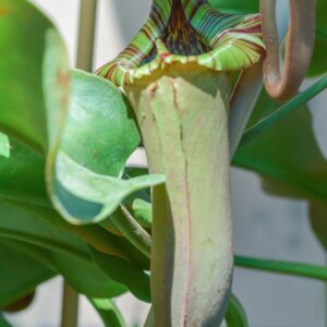 NEPENTHES TRUNCATA, MACFARL, NEPENTHACEAE, SUD EST ASIATICO - 1264