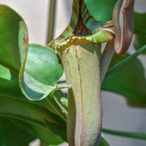 NEPENTHES TRUNCATA, MACFARL, NEPENTHACEAE, SUD EST ASIATICO - 1265