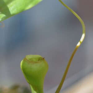 NEPENTHES, FLAVA, EX ANDREAS WISTUBA, NEPENTHACEAE, SUD EST ASIATICO - 1269