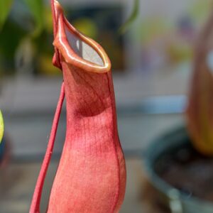 NEPENTHES, FLAVA, EX ANDREAS WISTUBA,NEPENTHACEAE, SUD EST ASIATICO - 1266