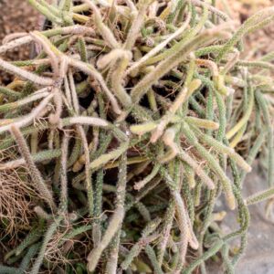 RHIPSALIS BACCIFERA - 1271