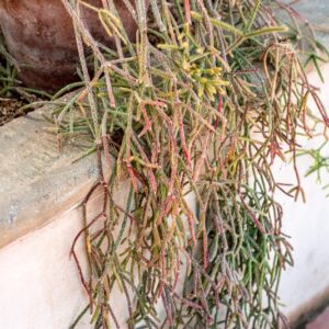 RHIPSALIS PILOCARPA - 1274