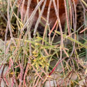 RHIPSALIS PILOCARPA - 1275