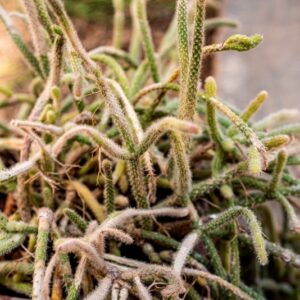 RHIPSALIS BACCIFERA - 1272