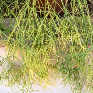 RHIPSALIS TERES - 1277