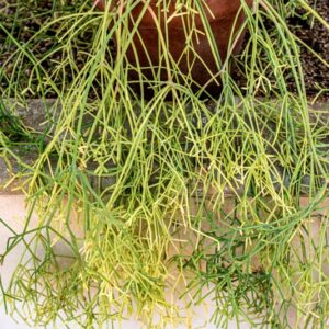 RHIPSALIS TERES - 1278