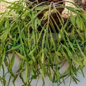 RHIPSALIS MICRANTHA - 1284