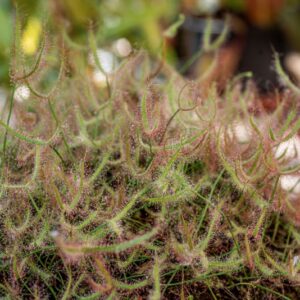 DROSERA BINATA LABILL - 1286