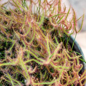 DROSERA DICHOTOMA - 1291
