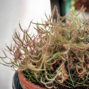 DROSERA BINATA - 1294