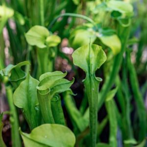 SARRACENIA ALATA, SARRACENIACEAE - 1298