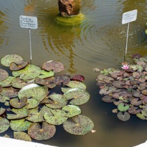 NYMPHAEA, CV, SUNNY PINK, NYMPHAEACEAE - NYMPHAEA, CV, LAYDEKER LILIACEA, NYMPHAEACEAE - 1299