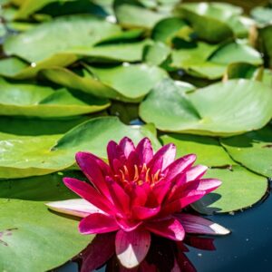 NYMPHAEA, CV, ESCARBOUCLE, NYMPHAEACEAE - 1301