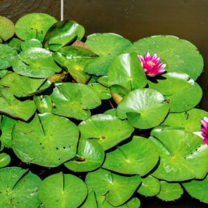 NYMPHAEA, CV, ESCARBOUCLE, NYMPHAEACEAE - 1300