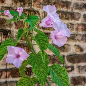IPOMEA CARNEA, JACQ, CONVOLVULACEAE - 1303