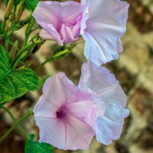 IPOMEA CARNEA, JACQ, CONVOLVULACEAE - 1305
