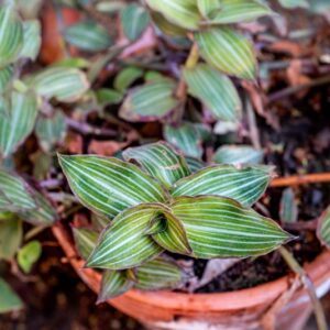 CALLISIA GENTLEI MATUDA, VAR ELEGANS, ALEXANDER, D R HUNT, COMMELINACEAE - 1307