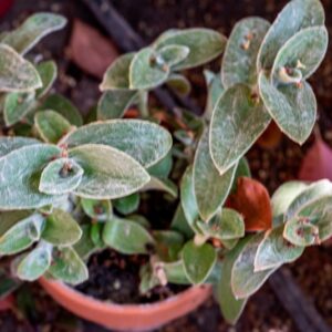 TRADESCANTIA SILLAMONTANA MATUDA, COMMELINACEAE, MESSICO - 1312