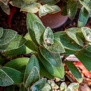 TRADESCANTIA SILLAMONTANA MATUDA, COMMELINACEAE, MESSICO - 1310