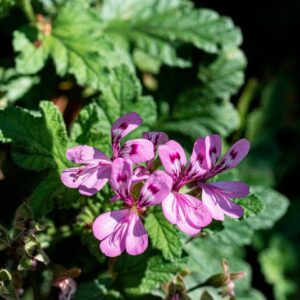 PELARGONIUM QUERCIFOLIUM, L F, L'HER, GERANIACEAE, SUDAFRICA - 1317