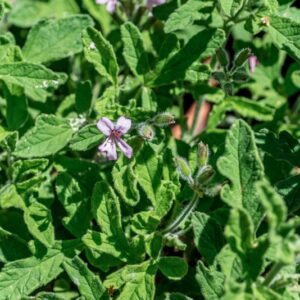 PELARGONIUM, CV, ROBER'S LEMON ROSE, GERANIACEAE - 1321