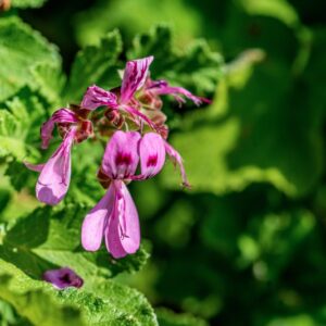 PELARGONIUM QUERCIFOLIUM, L F, L'HER, GERANIACEAE, SUDAFRICA - 1316