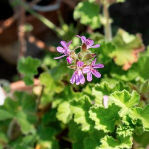 PELARGONIUM CAPITATUM, GERANIACEAE - 1327