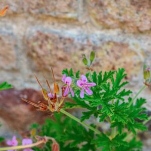 PELARGONIUM GRAVEOLENS, L'HER, GERANIACEAE - 1329