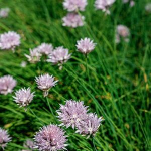 ALLIUM SCHOENOPRASUM, L, LILIACEAE - 1331