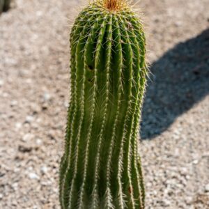 CEPHALOCEREUS POLYLOPHUS, DC, BRITTON, CACTACEAE, MESSICO - 1033