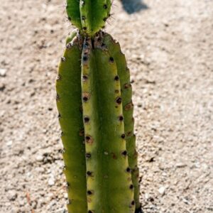 CEREUS PERUVIANUS, CACTACEAE, SUD AMERICA, PERÙ - 1337