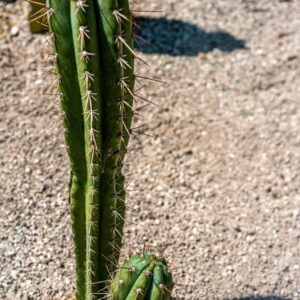 TRICHOCEREUS MACROGONUS, RICCOB, CACTACEAE, SUD AMERICA - 1335
