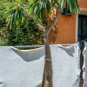 PACHYPODIUM LAMEREI DRAKE, APOCYNACEAE, MADAGASCAR - 1340