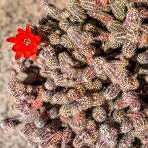 ECHINOPSIS CHAMAECEREUS, CACTACEAE - 1342
