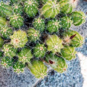 ECHINOCEREUS CINERASCENS, DC, CACTACEAE - 1344