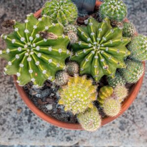 ECHINOPSIS OXYGONA, LINK, ZUCC, CACTACEAE - 1346
