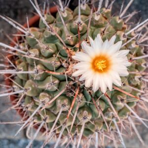 ECHINOPSIS SPACHIANA, LEM, H FRIEDRICH &AMP; G D R, CACTACEAE - 1350
