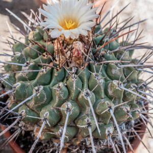ECHINOPSIS SPACHIANA, LEM, H FRIEDRICH &AMP; G D R