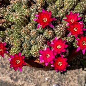 ECHINOPSIS SP, CACTACEAE - 1356