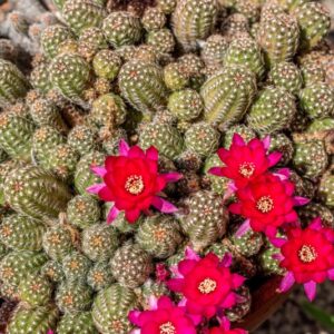 ECHINOPSIS SP, CACTACEAE - 1354