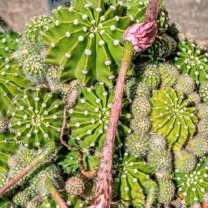 ECHINOPSIS OXYGONA, LINK, ZUCC, CACTACEAE - 1356