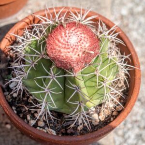 MELOCACTUS BAHIENSIS, BRITTON &AMP; ROSE, LUETZELB - 1360