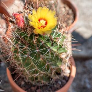 THELOCACTUS SETISPINUS, EUGELM, E F, ANDERSON - 1362