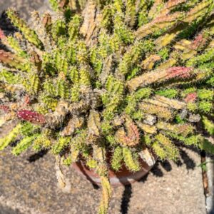 ECHINOCEREUS PENTALOPHUS - 1358