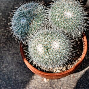 MAMMILLARIA PARKINSONII - 1370